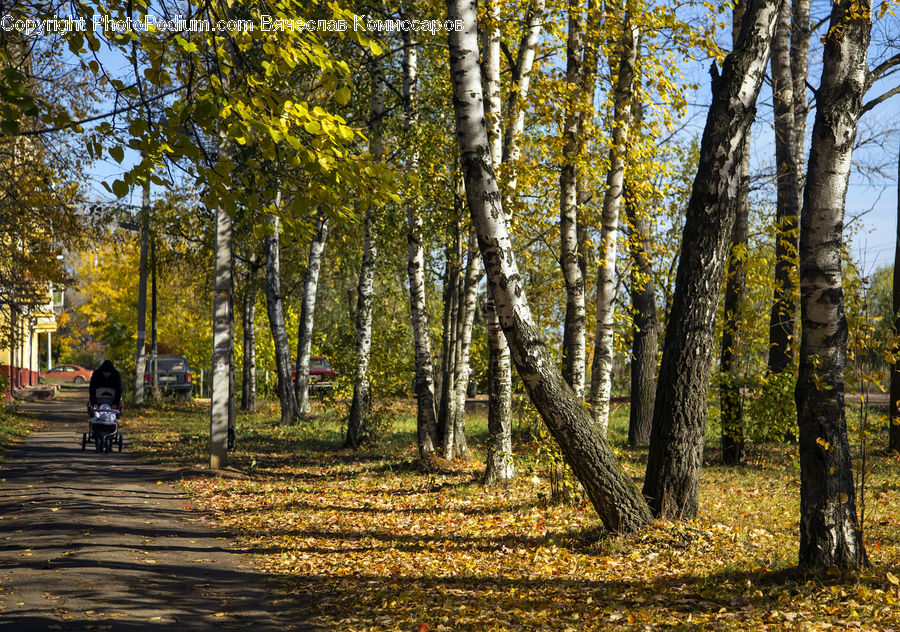 Forest, Vegetation, Birch, Tree, Wood, Dirt Road, Gravel