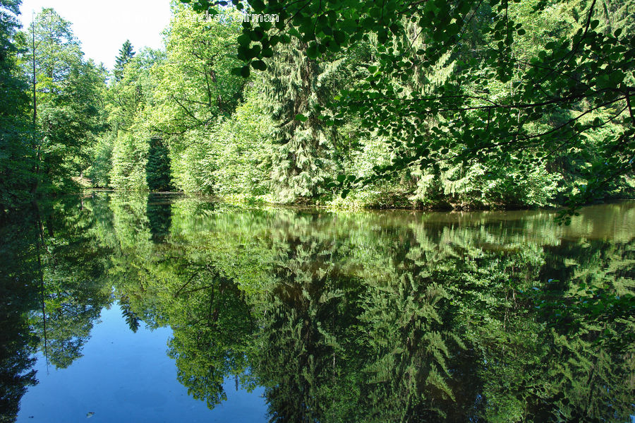 Outdoors, Pond, Water, Forest, Vegetation, Conifer, Fir