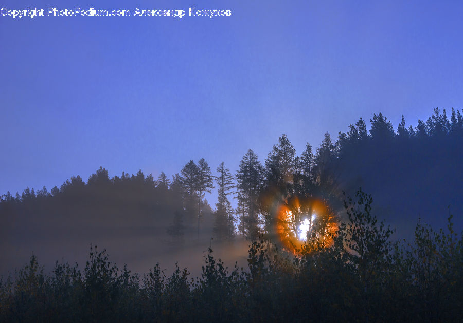 Dawn, Dusk, Sky, Sunrise, Sunset, Conifer, Fir