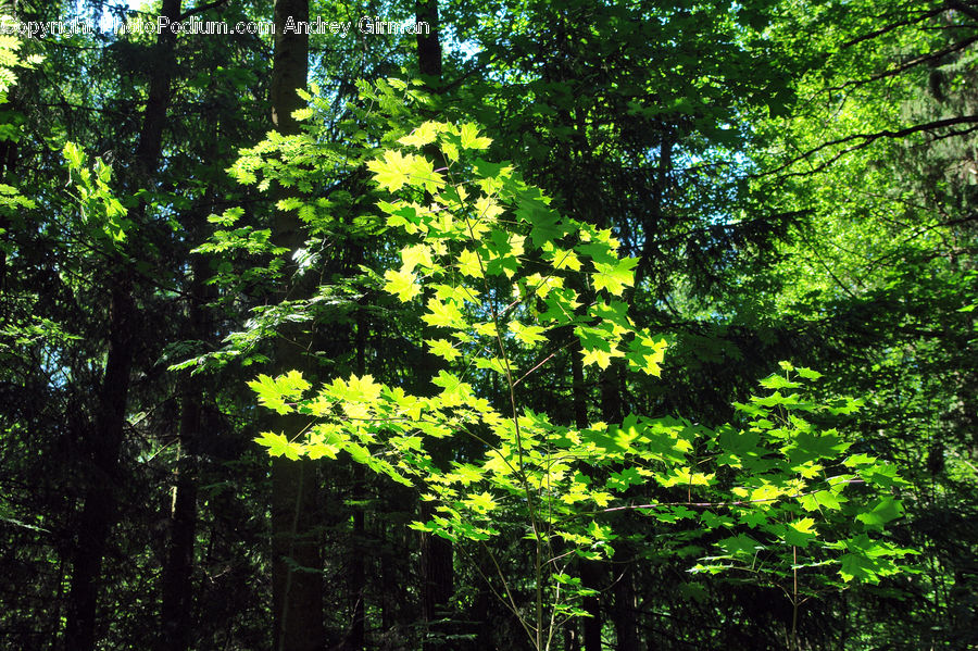 Forest, Jungle, Vegetation, Rainforest, Plant, Vine, Blossom