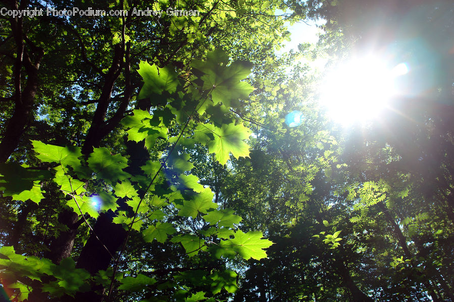 Flare, Light, Sunlight, Forest, Jungle, Plant, Vine