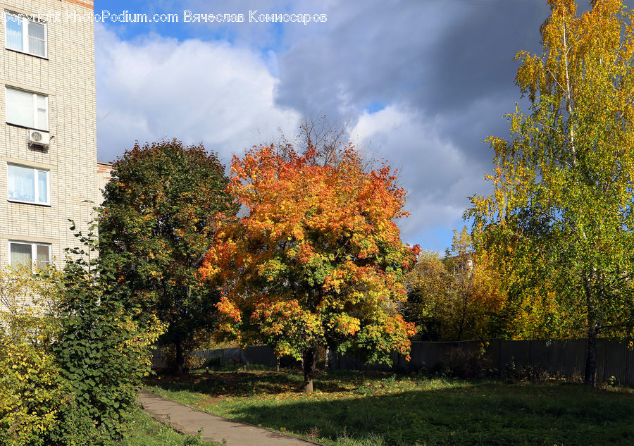 Conifer, Fir, Plant, Tree, Campus, Building, Housing