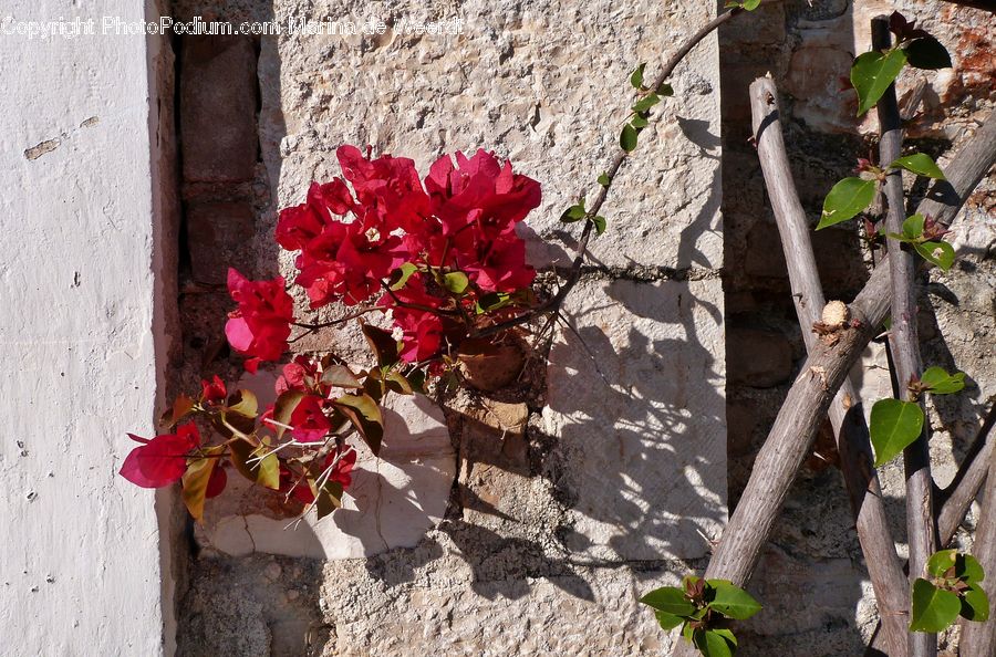 Ivy, Plant, Vine, Blossom, Flora, Flower, Geranium