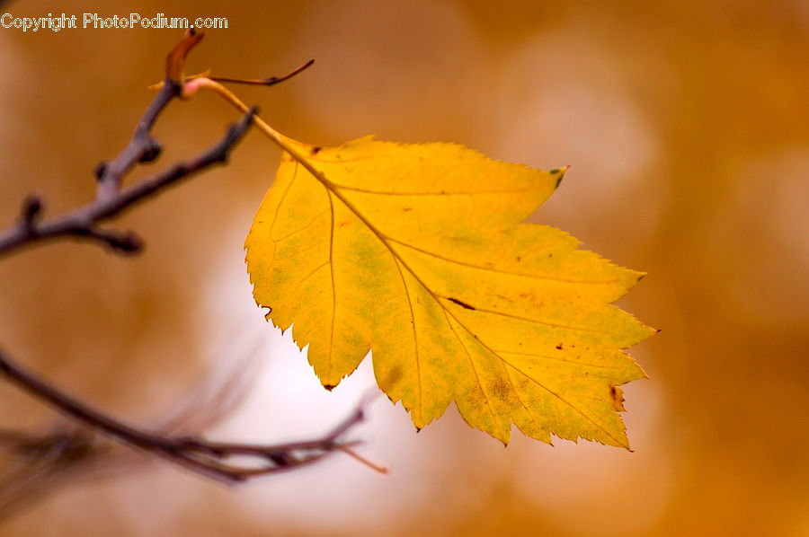 Veins, Maple, Maple Leaf, Plant, Leaf, Tree, Wood