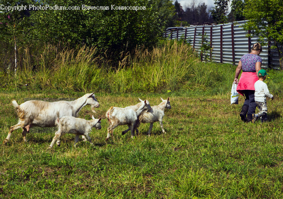 Human, People, Person, Animal, Goat, Mammal, Mountain Goat