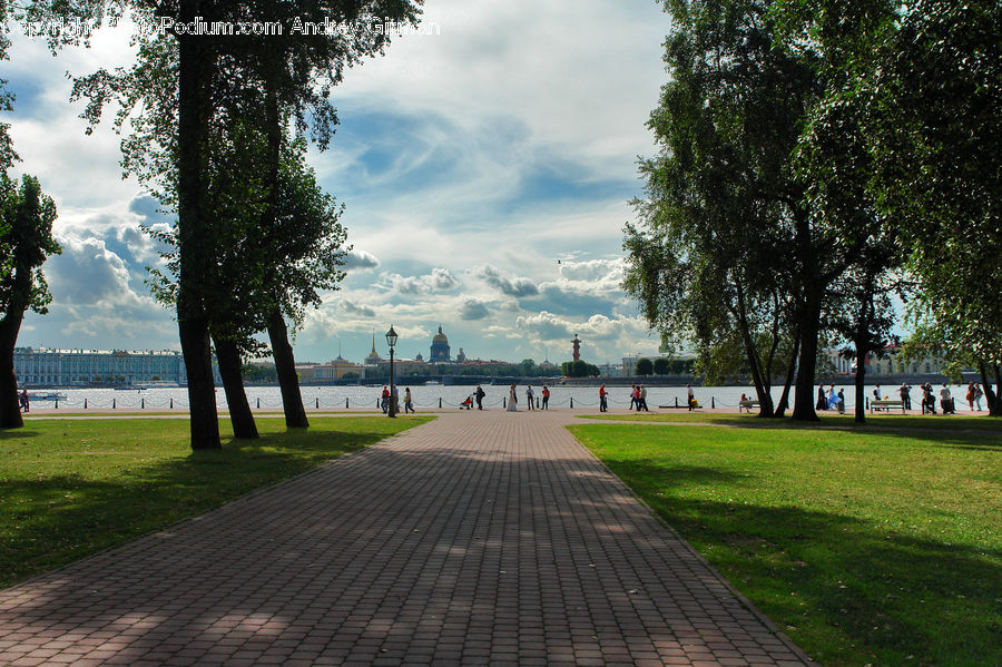 Plant, Tree, Waterfront, Path, Sidewalk, Walkway, Oak