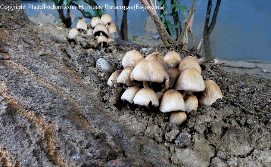 Agaric, Amanita, Fungus, Mushroom, Plant, Garlic, Soil