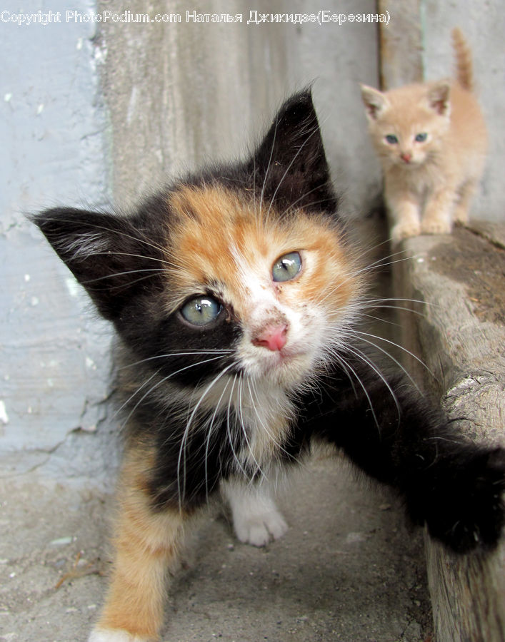 Animal, Cat, Kitten, Mammal, Pet, Manx, Abyssinian