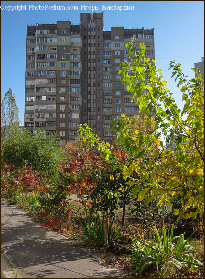 Building, Housing, Ivy, Plant, Vine, Apartment Building, High Rise