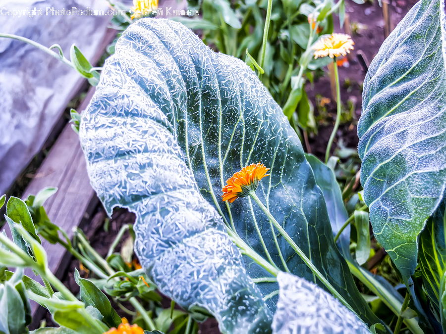 Cabbage, Produce, Vegetable, Frost, Ice, Outdoors, Snow