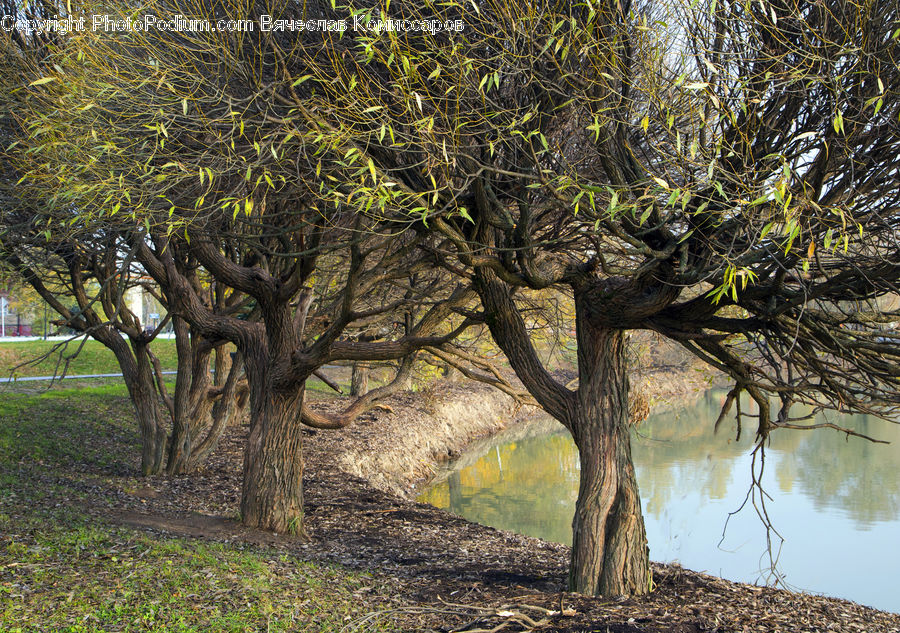 Oak, Tree, Wood, Plant, Forest, Grove, Land