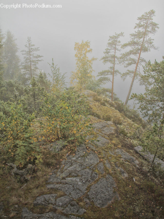 Forest, Vegetation, Conifer, Fir, Plant, Tree, Landscape