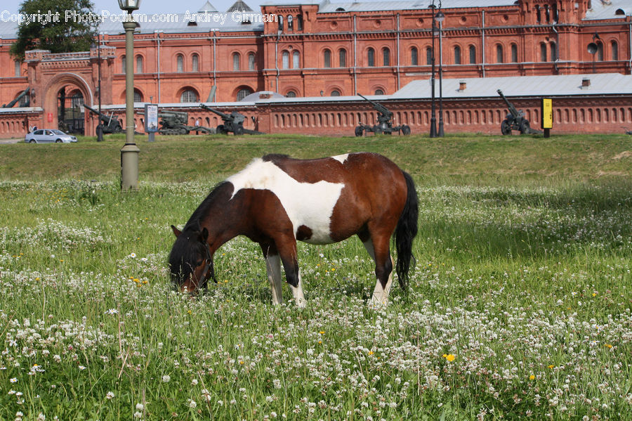 Animal, Horse, Mammal, Countryside, Farm, Pasture, Ranch