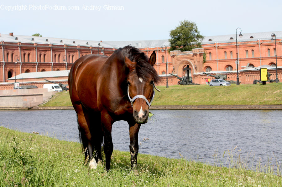 Animal, Colt Horse, Foal, Horse, Mammal, Brick, Dock