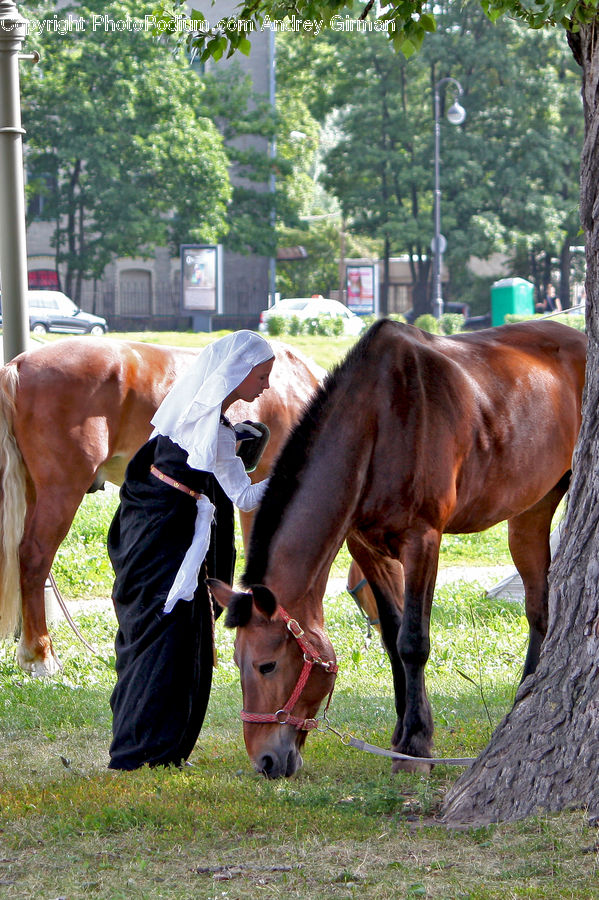 People, Person, Human, Animal, Colt Horse, Foal, Horse