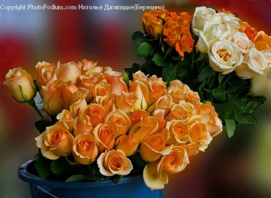 Flower, Flower Arrangement, Flower Bouquet, Blossom, Plant, Rose, Floral Design