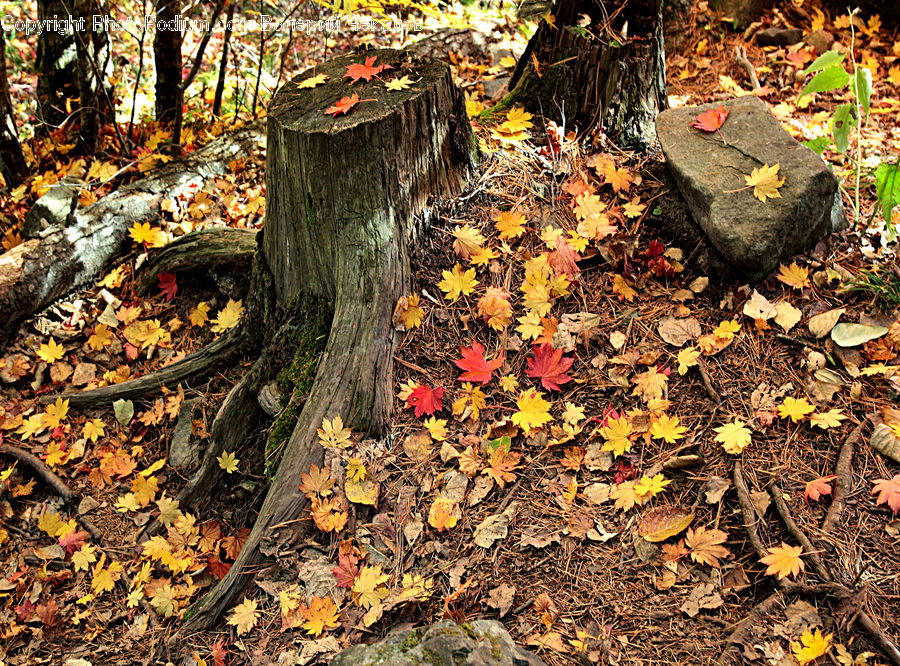 Tree Stump, Ivy, Plant, Vine, Forest, Vegetation, Ground