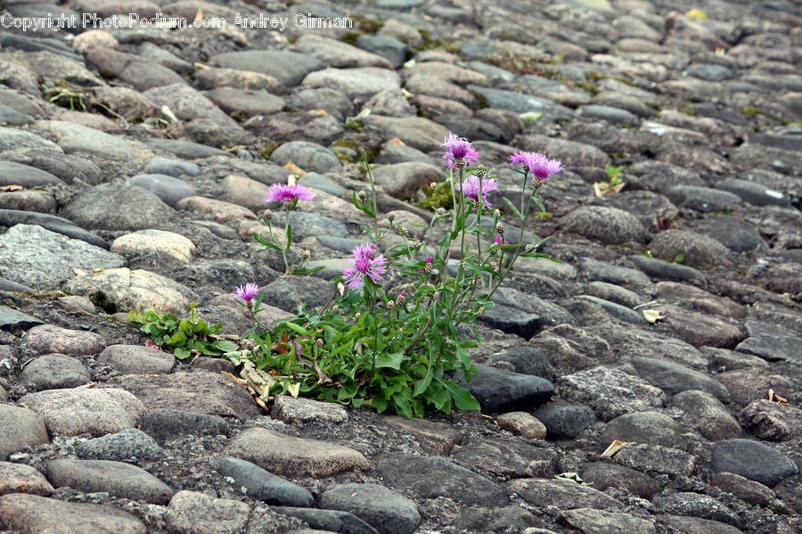 Rock, Cobblestone, Pavement, Walkway, Asteraceae, Blossom, Flora