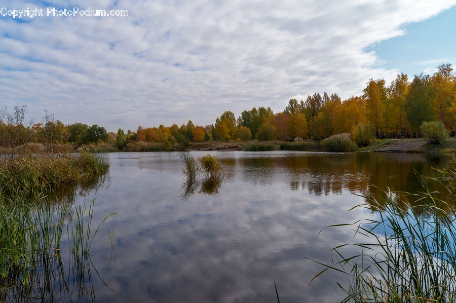 Outdoors, Pond, Water, Lake, Field, Grass, Grassland