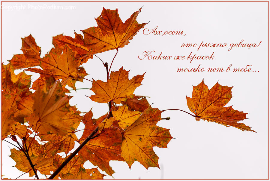 Maple, Maple Leaf, Plant, Veins, Leaf, Tree, Wood