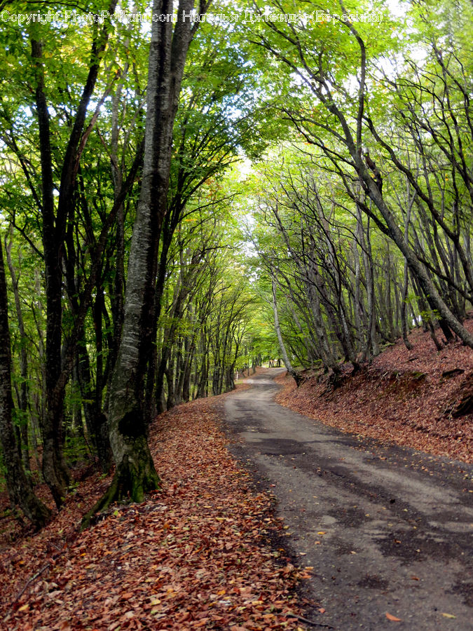 Path, Road, Walkway, Dirt Road, Gravel, Trail, Forest