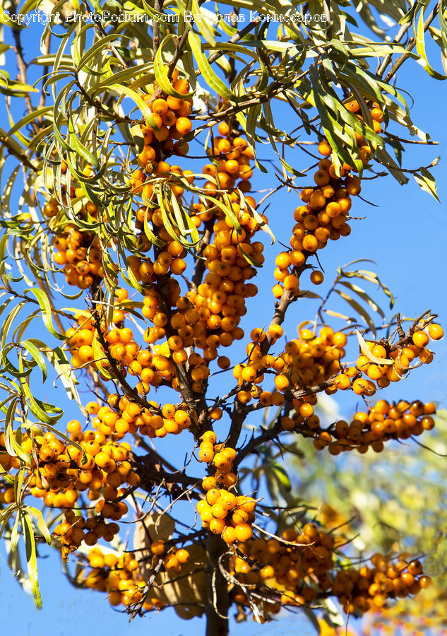 Plant, Blossom, Flora, Flower, Tree, Conifer, Fir