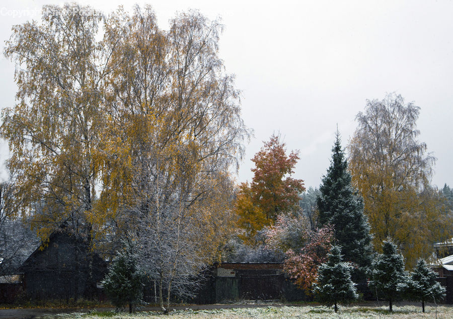 Conifer, Fir, Plant, Tree, Frost, Ice, Outdoors