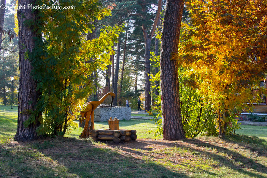 Park Bench, Forest, Vegetation, Conifer, Fir, Plant, Tree