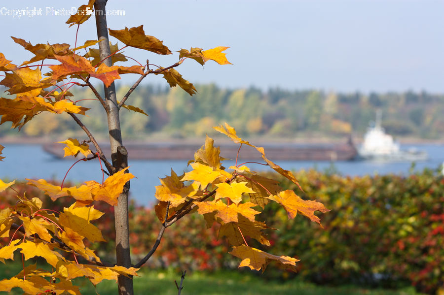 Maple, Maple Leaf, Plant, Vine, Countryside, Farm, Field