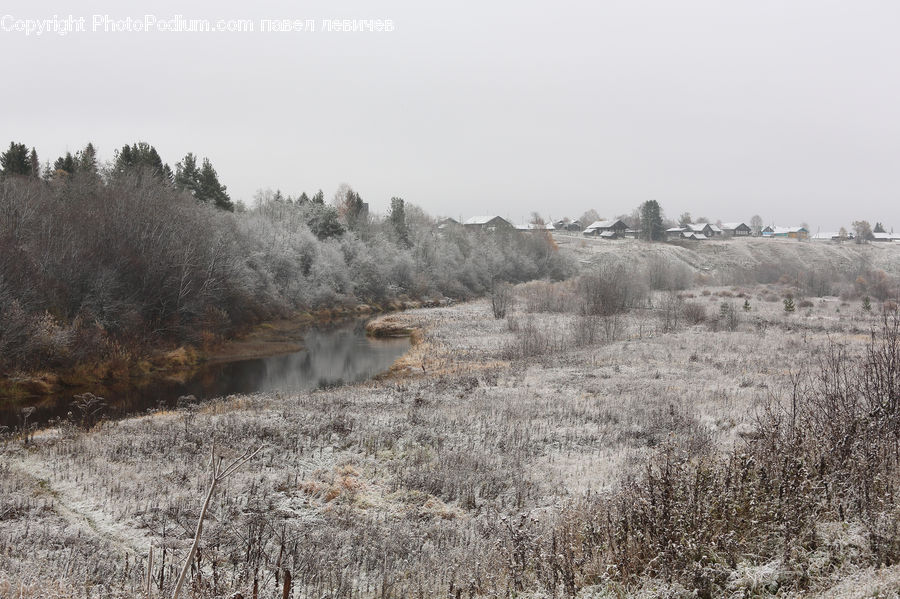 Frost, Ice, Outdoors, Snow, Animal, Canine, Coyote