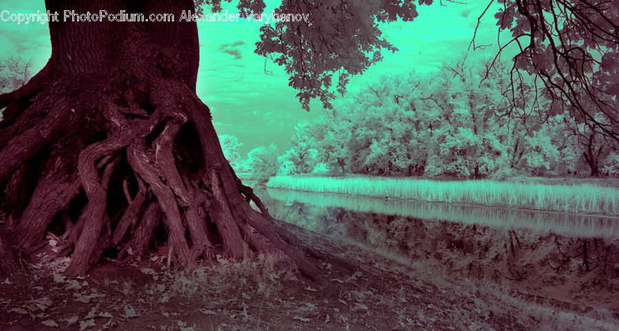 Fir, Redwood, Tree, Wood, Forest, Vegetation, Dirt Road