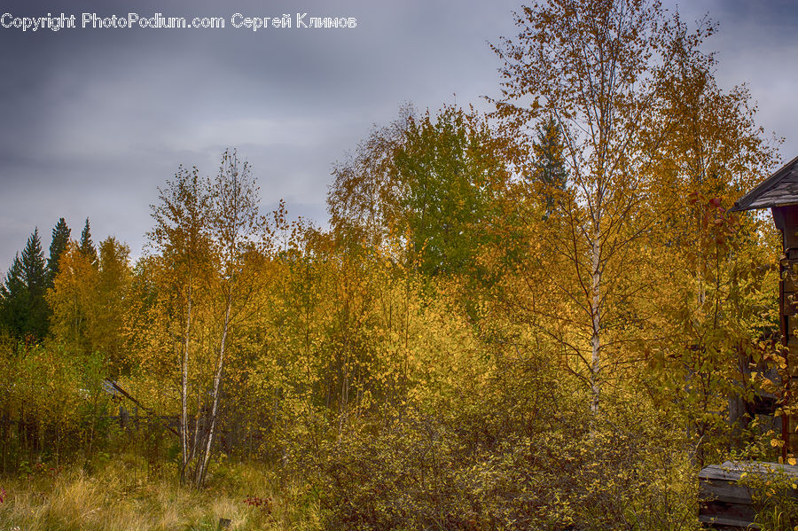 Field, Grass, Grassland, Plant, Conifer, Larch, Tree