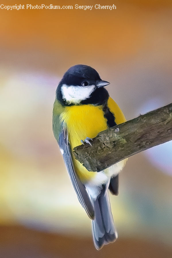 Beak, Bird, Bee Eater