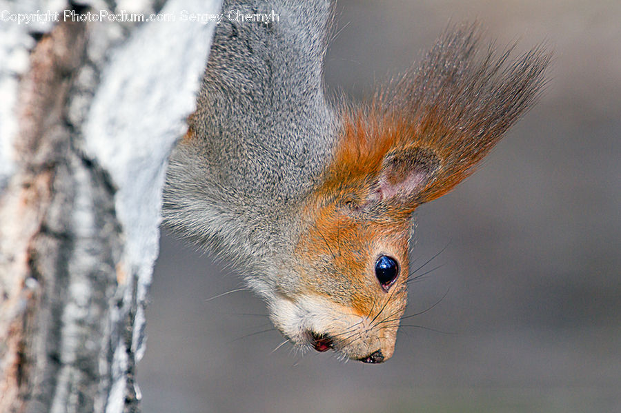 Ice, Icicle, Snow, Winter, Animal, Mammal, Rodent