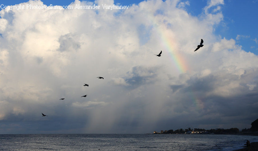 Azure Sky, Cloud, Outdoors, Sky, Cumulus, Bird, Crane Bird