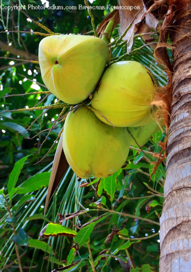 Plant, Blossom, Flora, Flower, Acanthaceae, Annonaceae, Fruit