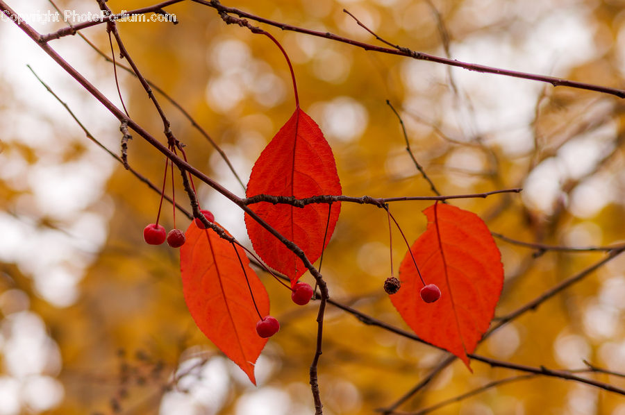 Maple, Maple Leaf, Plant, Birch, Tree, Wood, Blossom