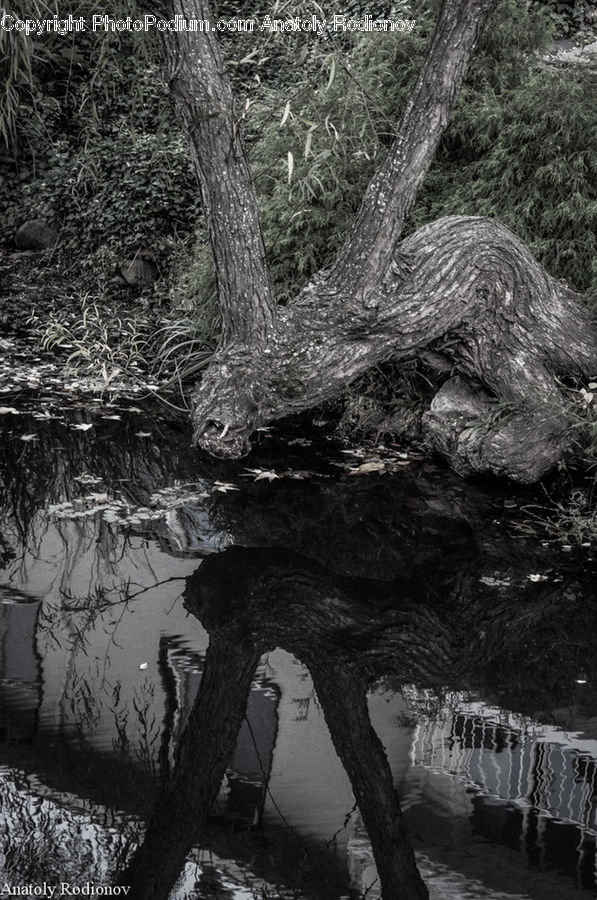 Puddle, Ice, Outdoors, Snow, Oak, Tree, Wood