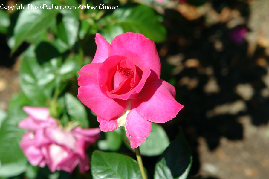 Blossom, Flower, Plant, Rose, Flora, Geranium, Gladiolus