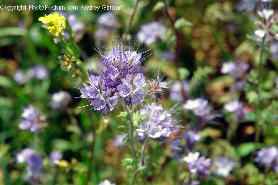 Blossom, Flora, Flower, Plant, Aster, Conifer, Fir