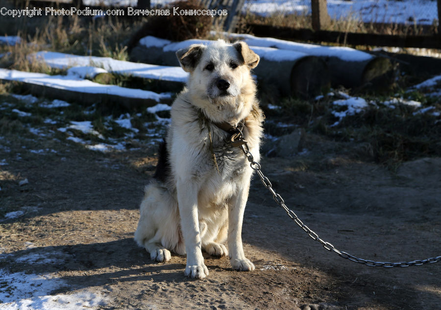 Animal, Canine, Dog, Golden Retriever, Mammal, Pet, Terrier