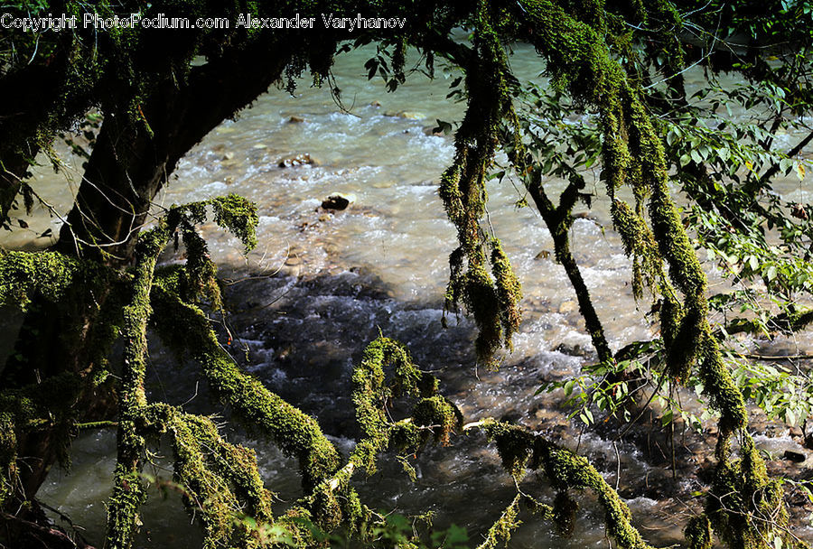 Forest, Jungle, Rainforest, Vegetation, Ivy, Plant, Vine