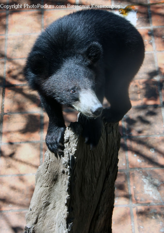 Animal, Bear, Black Bear, Mammal, Braid, Hair, Ponytail