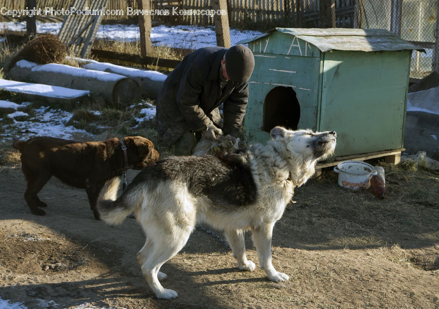 Animal, Canine, Dog, Husky, Mammal, Pet, Cup