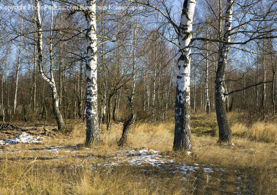Birch, Tree, Wood, Forest, Vegetation, Plant