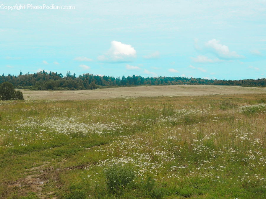 Field, Grass, Grassland, Land, Outdoors, Countryside, Meadow