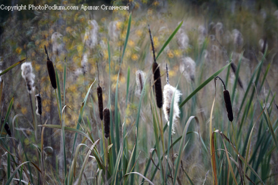 Field, Grass, Grassland, Plant, Reed, Fiber, Flax