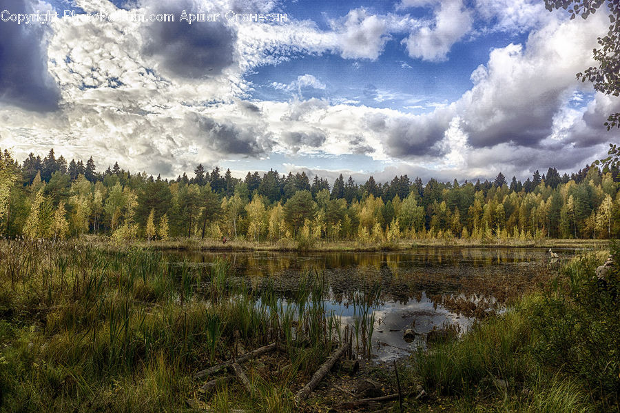 Land, Marsh, Outdoors, Swamp, Water, Pond, Conifer