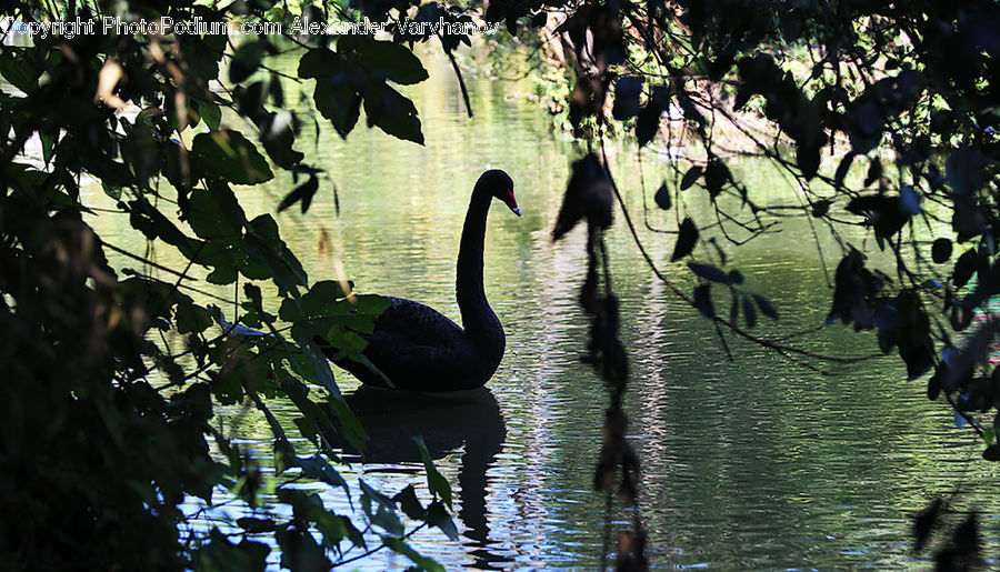 Bird, Black Swan, Swan, Waterfowl, Outdoors, Ripple, Water