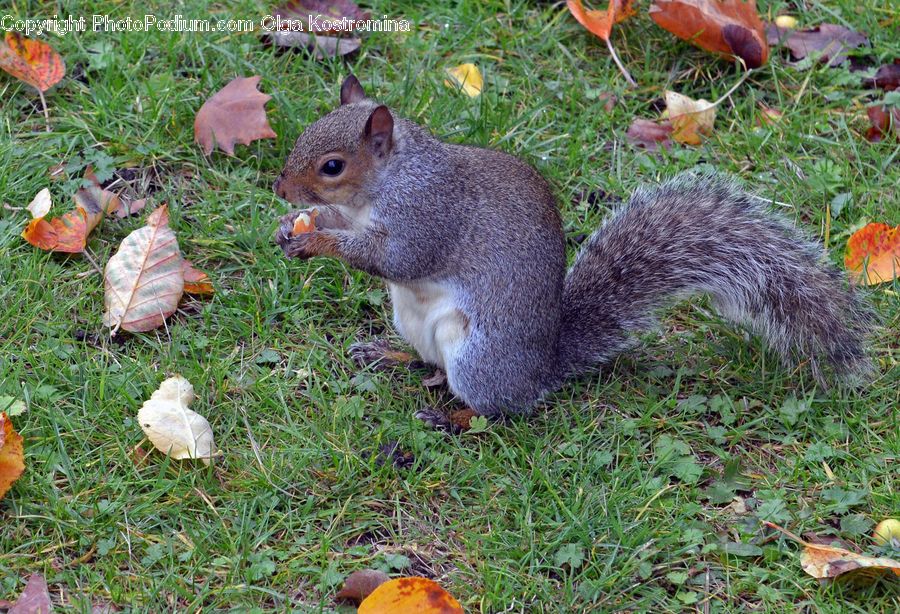 Animal, Mammal, Rodent, Squirrel, Agaric, Amanita, Fungus